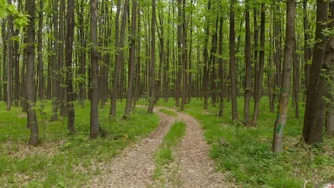 POV view walking through forest Stock Footage 107512596