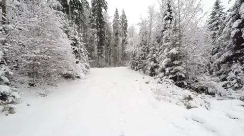 Pov view while walking inside the snow covered forest Stock Footage 46221080