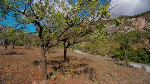 POV walk between trees on mountain road in summer Stock-Footage 132294289