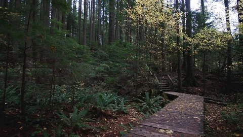 POV Walk in the forest trail Stock Footage 82149943