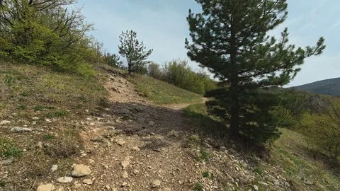 POV Walk to Lone Pine Tree on Mountain - 4K Early Spring Nature and Resilience Stock Footage 332729038