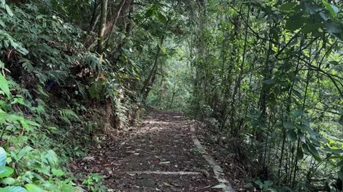 POV Walk on Lush Jungle Path, Dense Green Forest, Steady Tracking Shot Stock Footage 324774375