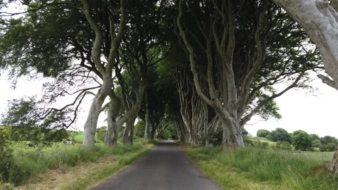 POV Walk Through the Dark Hedges Tree Tunnel, Northern Ireland Stock Footage 307227448