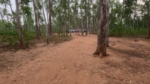 POV Walk Through Eucalyptus Forest Pathway Towards Outdoor Gathering 스톡 동영상 342147164