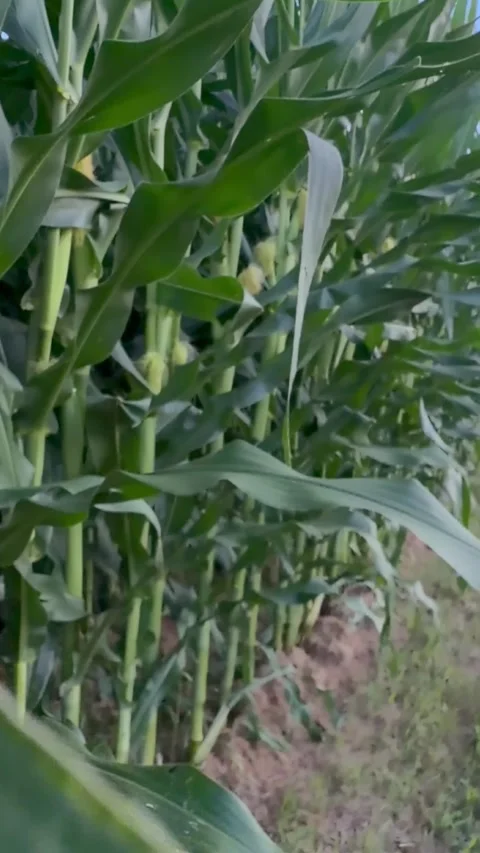 POV Walk Through Midwest Cornrow in Summer Cornfield Stock Footage 340104053