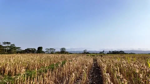 POV Walk Through Sumberpucung Fields Stock Footage 345137019