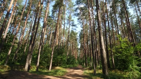 POV walk through a sunlit pine forest path on the summer day. Stock Footage 246677404