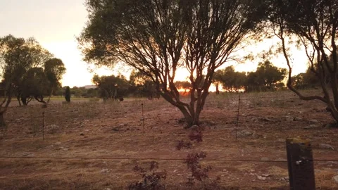 POV walk through trees as sunset light flickers through forest 動画素材 330439148