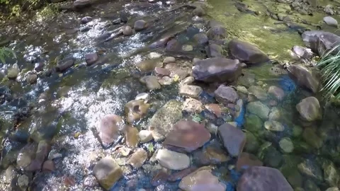 POV Walking Across West Fork Creek- Sedona Arizona Stockbeeldmateriaal 312356955