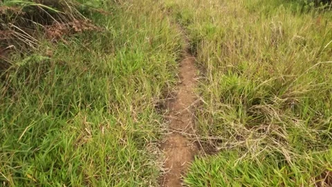 POV walking alone down a path in the savannah Stock Footage 319921220