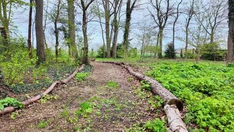 POV walking along a forest path bordered by fallen logs. Vídeos de archivo 333146301