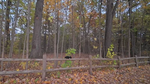 POV Walking Along Leaf-Covered Path with Wooden Fence and Black Squirrel in Video stock 325645125
