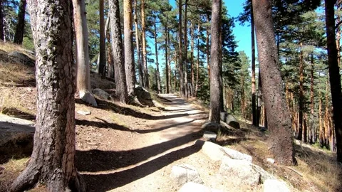 Pov walking along a path in the forest Stock Footage 160114797