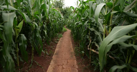 POV walking along stone paved path amids green corn fields Stock Footage 329491150