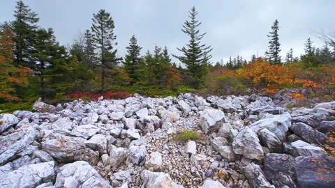 Pov walking at autumn fall Dolly Sods wilderness with rocks, West Virginia Video stock 148233251