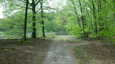 Pov walking backwards on a dirt path in a green spring forest 스톡 동영상 336594693