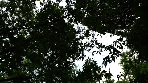 POV Walking Beneath Tall Trees Looking Up Stock Footage 339274779