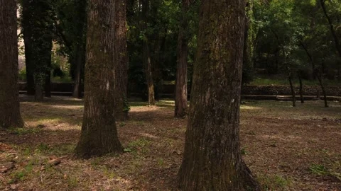 POV Walking between big trees in a forest Stock Footage 132528925