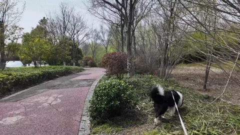 POV Walking a Border Collie on a Leash through an Autumn Park Path Stock Footage 331508162