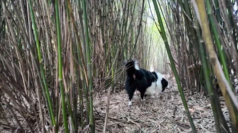 POV Walking a Border Collie Sniffing and Exploring a Bamboo Forest Path Video stock 331508310