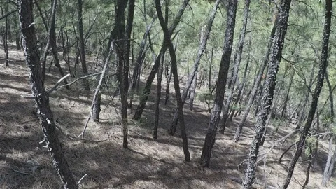 POV Walking In Dense Forest Of Pine Saplings Stock Footage 107742262