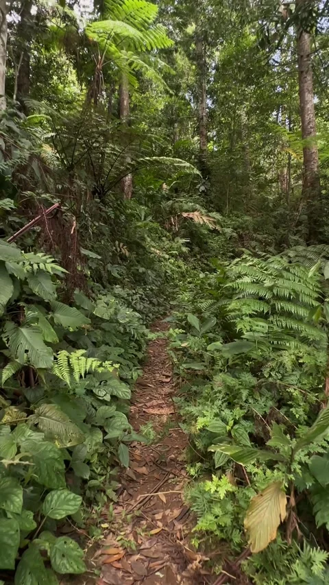 POV Walking on Dirt Path in Dense Tropical Forest Vertical Stock Footage 324070326