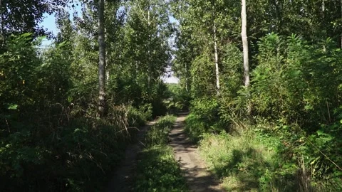 POV walking on a dirt road through green lush vegetation in sunny autumn day Stock Footage 263149983