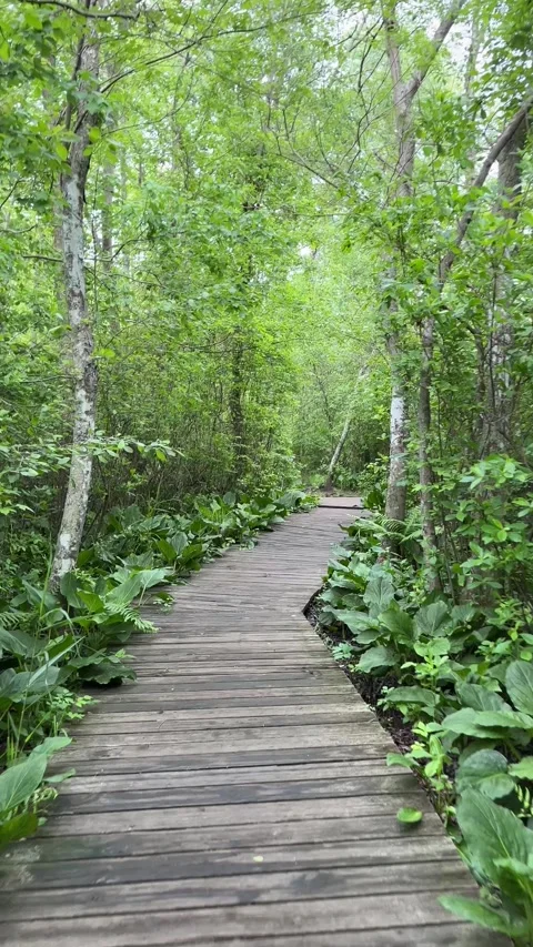 POV: Walking Down a Boardwalk Path While Hiking in the Woods, Vertical Video Stock Footage 310576146