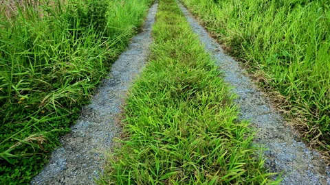 POV of Walking Down a Grassy Dirt Track with Vehicle Ruts in Countryside Stock Footage 340552557