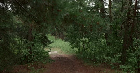 POV walking on empty dirt path inside dense green pine forest at rainy day Stock Footage 340846107