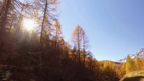 POV walking on fall woods path near trees.Side view with sun. Sunny autumn day Vídeo Stock 80084752