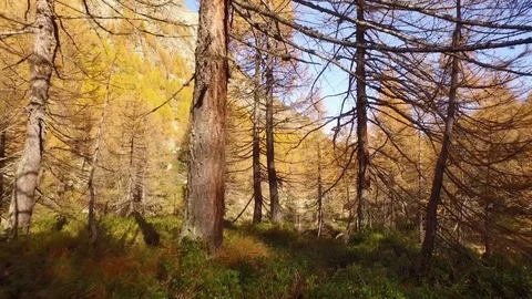 POV walking on fall woods path near trees. Sunny autumn day Hiking in colorful 動画素材 80084873