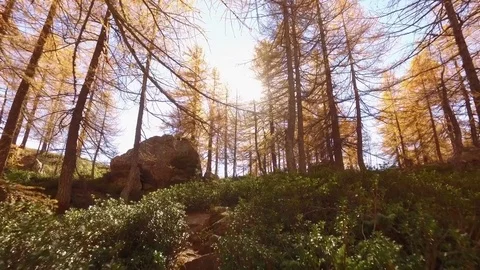 POV walking on fall woods path near trees.Front view with sun. Sunny autumn day Видео 80085377