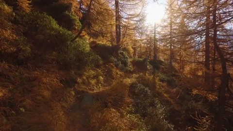 POV walking on fall woods path near trees with sun and snowy mounts. Sunny 動画素材 80086858