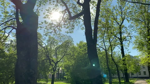 PoV walking on footpath in park on spring sunny day sun rays shine Stock-Footage 133436587