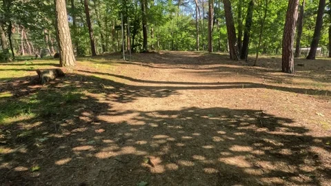 POV Walking on Forest Dirt Path Through Sunny Pine Woods Stock Footage 319496042