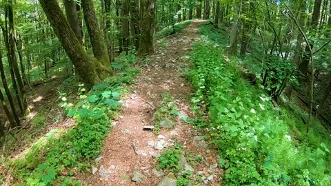 POV Walking Forest 库存影片 230023708