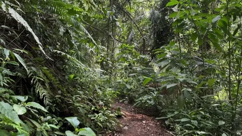 POV Walking on Forest Path, Dense Rainforest Jungle, Tracking Shot Stock Footage 324851955