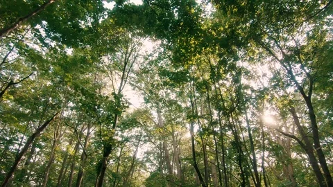 POV Walking in Forest Sun Shining Throug... | Stock Video | Pond5