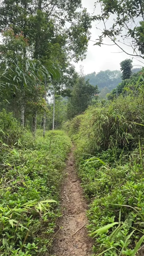 POV Walking on Forest Trail, Lush Green Tropical Jungle, Tracking Shot, Vertical Stock Footage 324079762