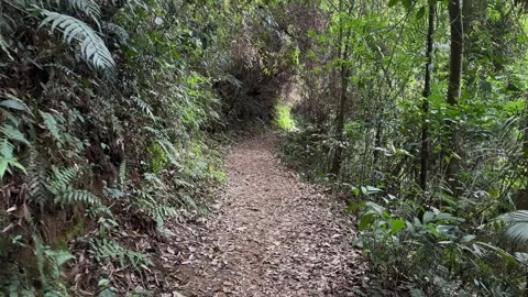 POV Walking Forward on Leafy Forest Path, Dense Tropical Jungle, Tracking Shot Stock Footage 324832426