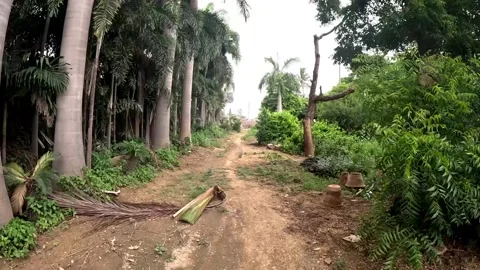POV Walking Forward On Muddy Dirt Road Through Tall Royal Palm Trees Vidéo 341870365