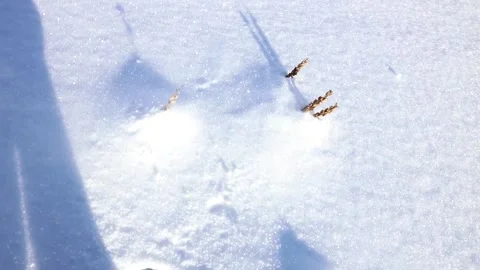 POV walking in the hight snow Stock Footage 239344629
