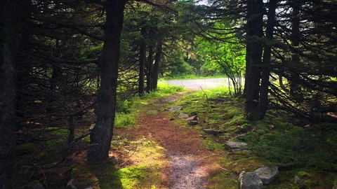 Pov walking on hiking trail path at Spruce knob mountain ridge, West Virginia Vídeo Stock 316527129