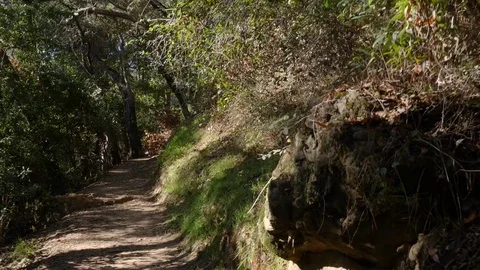 POV Walking hiking trough a path in the forrest Stock Footage 83155018