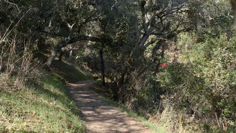 POV Walking hiking trough a path in the forrest Stock Footage 83155103