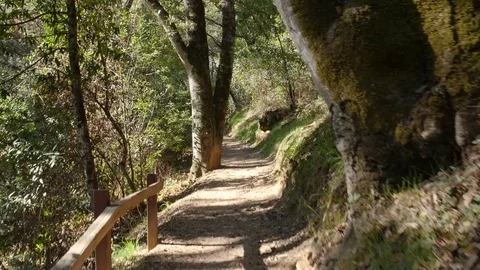 POV Walking hiking trough a path in the forrest Stock Footage 83155460