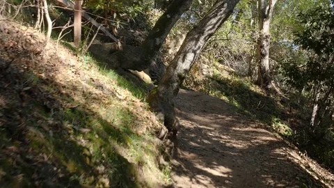 POV Walking hiking trough a path in the forrest Stock Footage 83155513