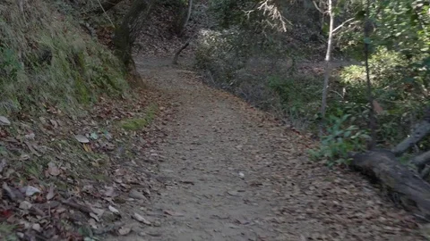 POV Walking hiking trough a path in the forrest Stock Footage 83155999