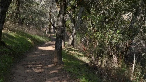 POV Walking hiking trough a path in the forrest Video stock 83156189